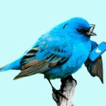 Systemwide Twitter Hack Occurring Now