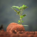 Cloud Kitchens Become Green Shoots Within Restaurants